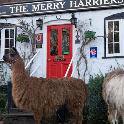 The Merry Harriers, a pub in Hambledon, Surrey